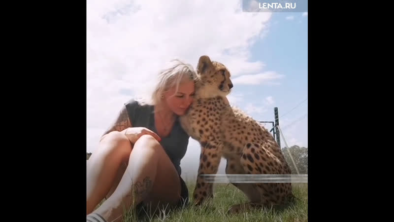 Домашний гепард