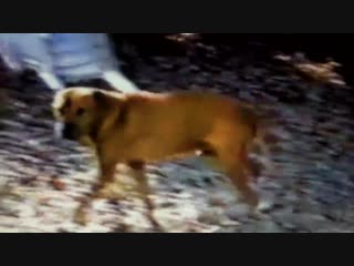 Old clip of frisco son of chinaman hd(dg)