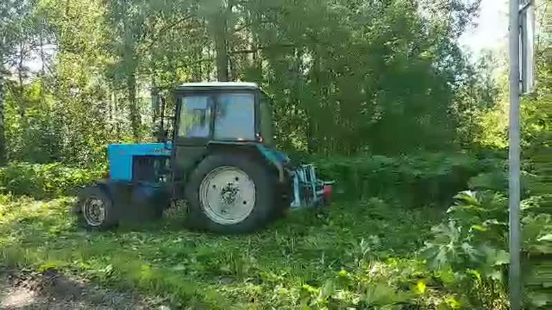 Уборка борщевика в берёзовой роще в районе ул здоровье