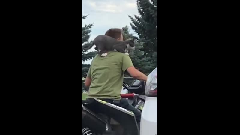 Кот экстремал