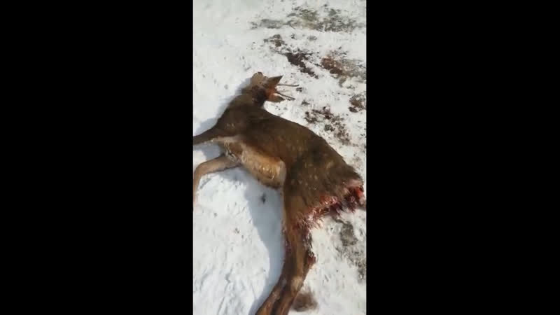 Бездомные молодые убивают секс!