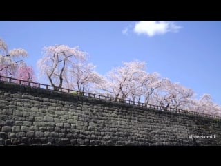 Japanese sakura cherry blossoms hirosaki