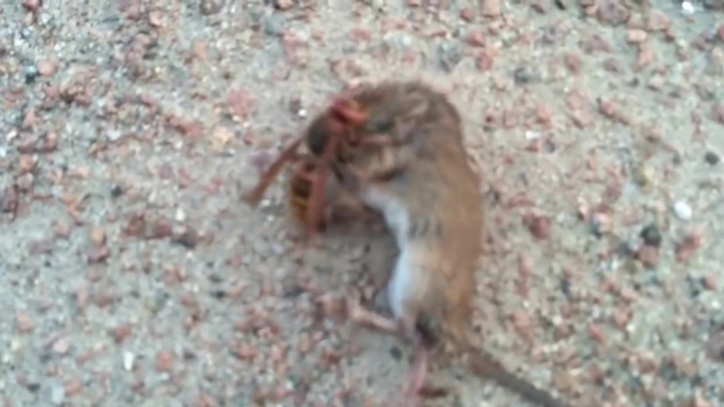 Hornet porn sex on the mouse /шершень атакует мышь