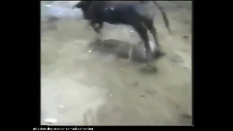 Бык убивает очередного придурка