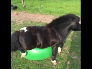 Summer aesthetic chubby mini pony playing with bouncy ball and napping