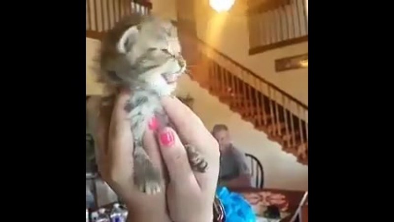Котан [мемос головного мозга]