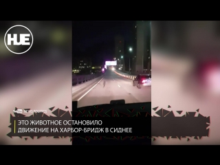 В сиднее полицейским пришлось выгонять с трассы заблудившегося кенгуру