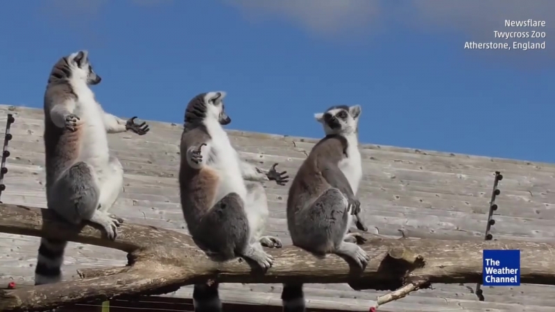 Лемуры загорают