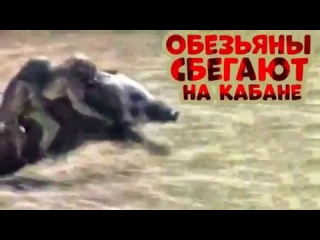 Как обычно ведет себя хунта!!!