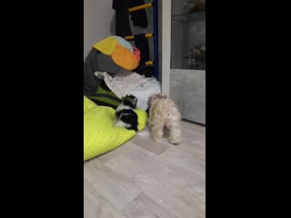 Выгул перед сном