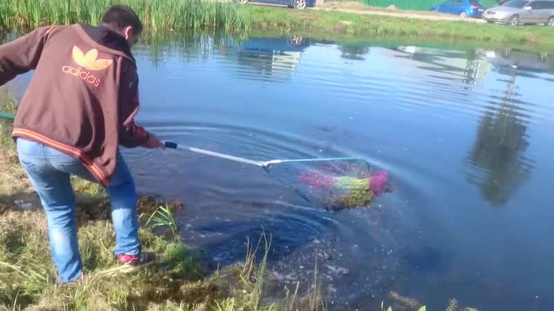 Карп в деревенском пруду 32кг