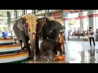 Elephant calf shivani plays with water after its naming ceremony at sri manjunatha swamy temple, india