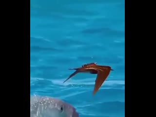 Рыбы птицоеды