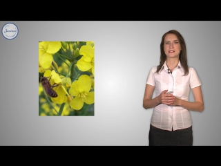 37 биология 6кл семейство капустные (крестоцветные)