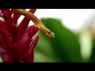 Costa rica in 4k 60fps (ultra hd) w freefly movi