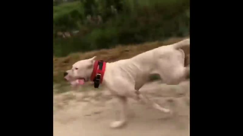 Dogo argentino best moments