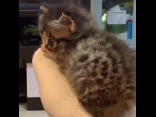 Ути какой (vhs video)