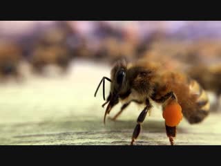 Bee pollen slow motion flow™ hive