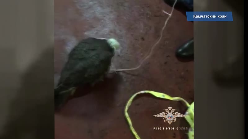 На камчатке полицейские пресекли похищение кречетов