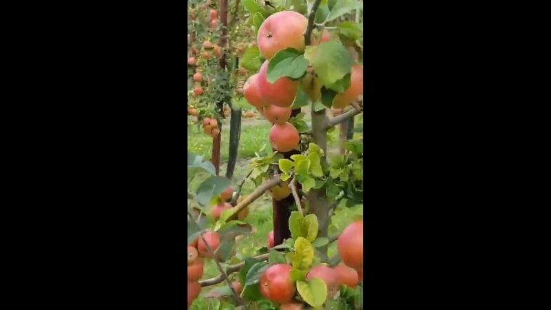 Красота плантация