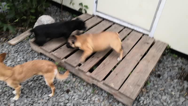 Шелдон, вегас, дарси, лёри, ева, надси, смайли