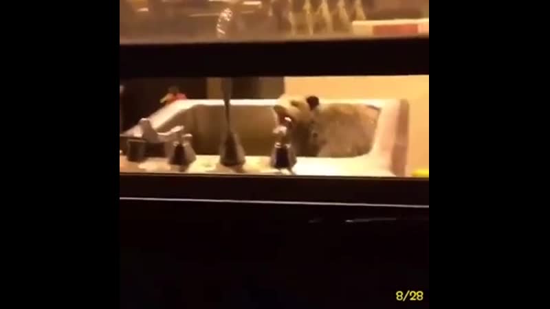 Опоссум орет