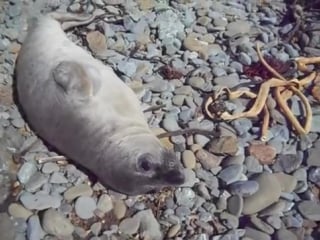 Тюлень ленится и не хочет просыпаться