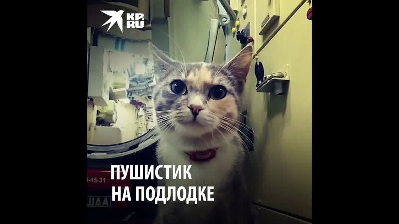 Матрос мурка