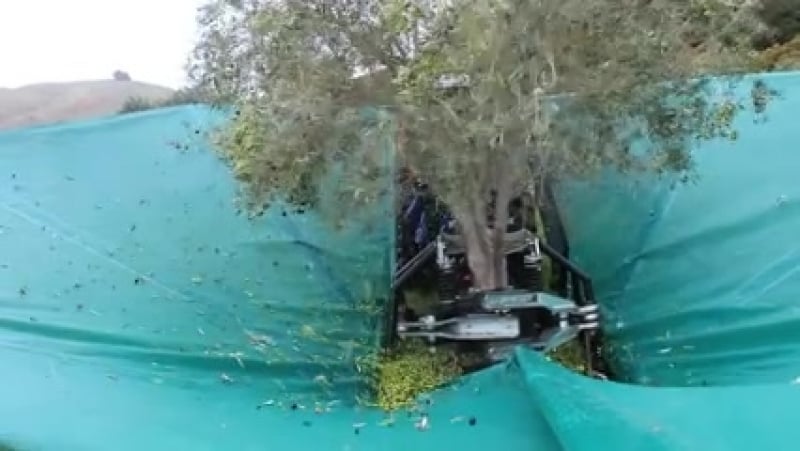 Комбайн для сбора оливок