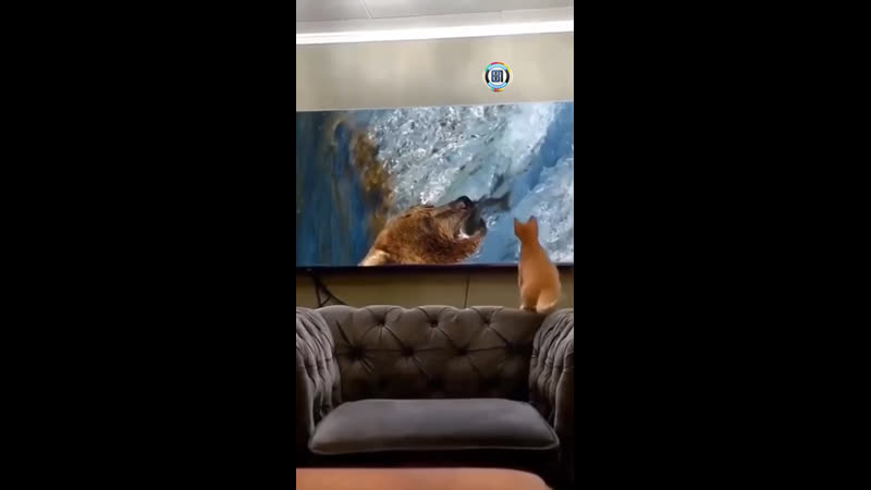 Опять рыбов только показывают