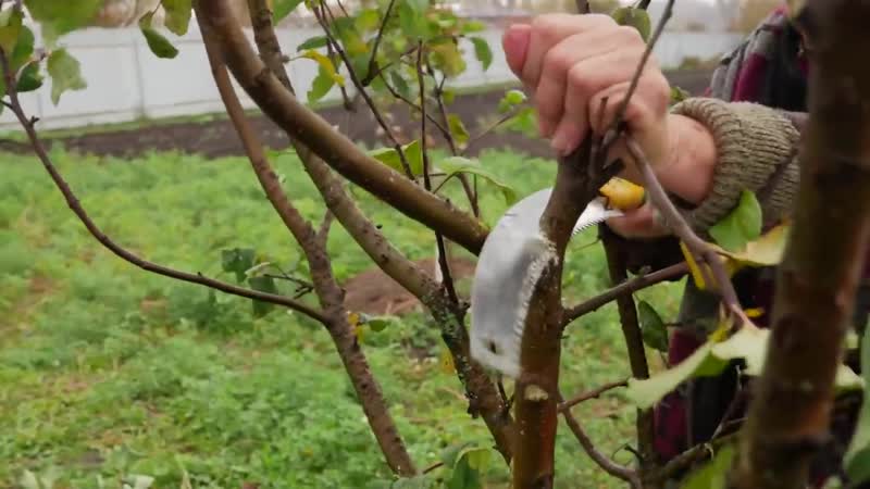 [центр поддержки садоводов и огородников россии] обрезка яблони как обрезать плодовые деревья осенью
