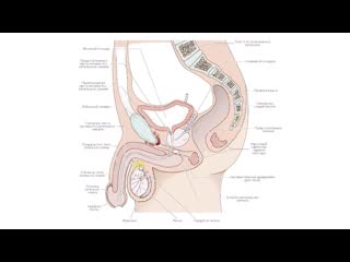 Биология в картинках строение мужской репродуктивной системы (вып 27)