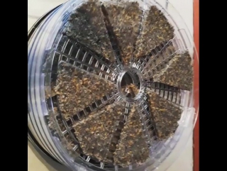 My first video! these are my raw hemp crackers 😄 i лондон