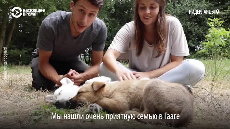 Из таджикистана в нидерланды история спасения щенков