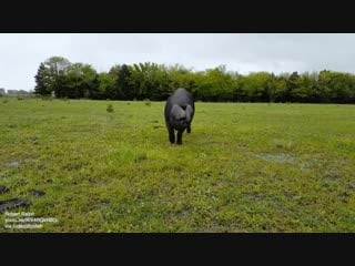 Large black pigs have ears so large and droopy they obscure vision but also protect the face and eyes while foraging, especially