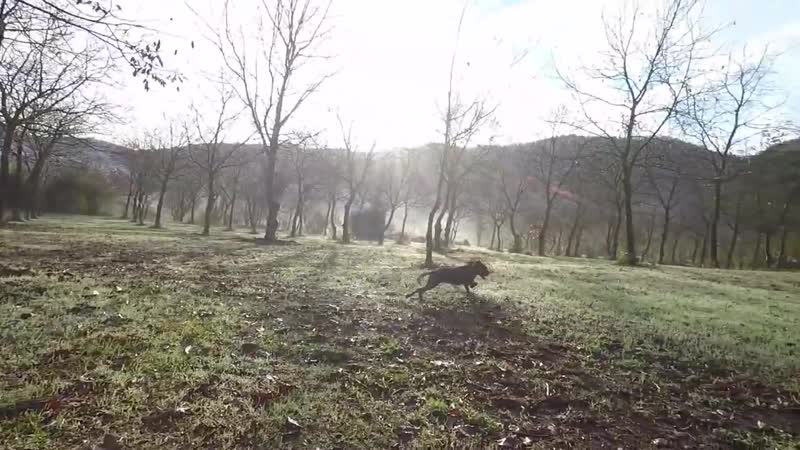 Caccia alla beccaccia hunting woodcock