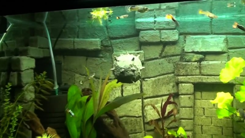 Морська самробна міна в акваріум) супер