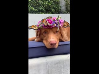 Красивая девочка в окружении бабочек 😊