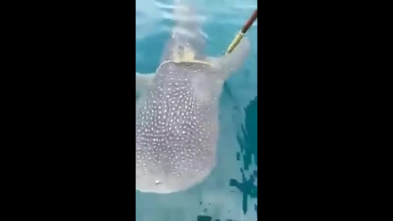 Люди помогли акуле освободиться от мусорного плена