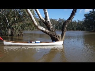 Rescuing a cute koala