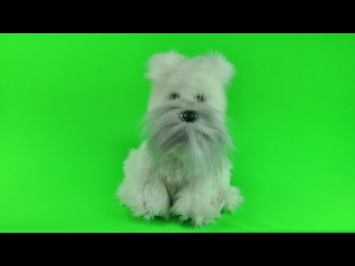 Песик porn video – Песик булька