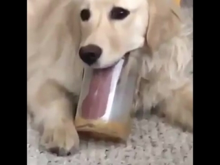 Dog licks peanut butter from jar 988009