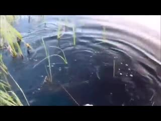 Хороша щука!