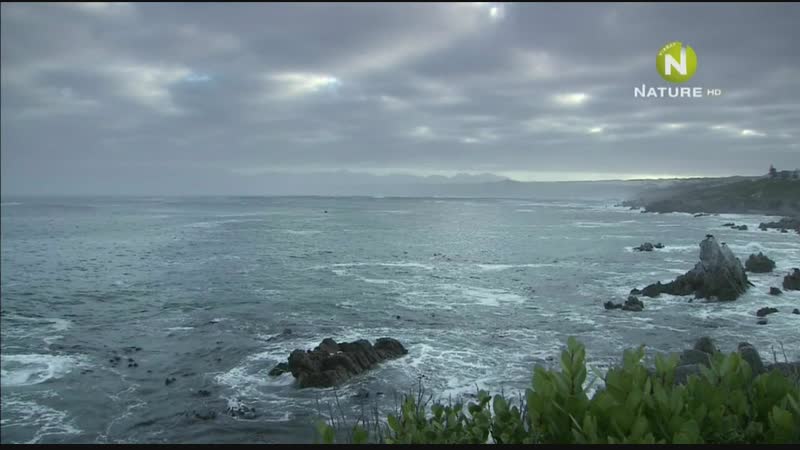 Контрастные океаны (2011) hd 1080