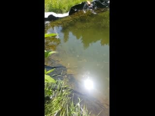 Прудик возле дома)))
