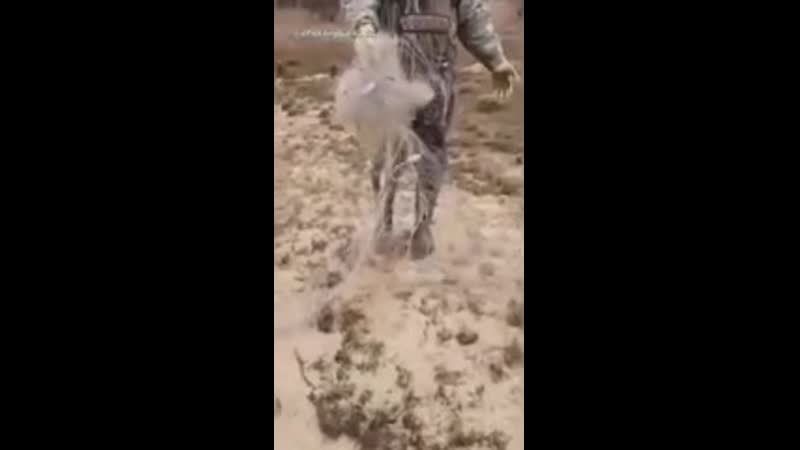 Медведь похозяйничал в лагере рыбаков vtldtlm gj[jpzqybxfk d kfutht hs,frjd vtldtlm gj[jpzqybxfk d kfutht hs,frjd vtldtlm gj[jpz