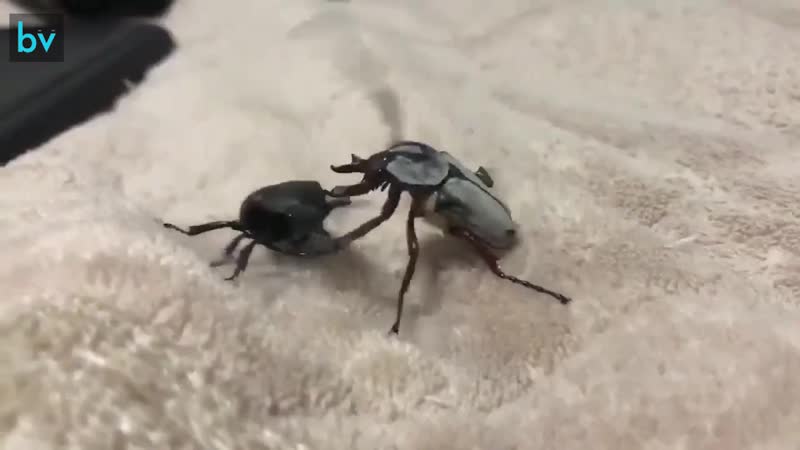 Махач алкашей