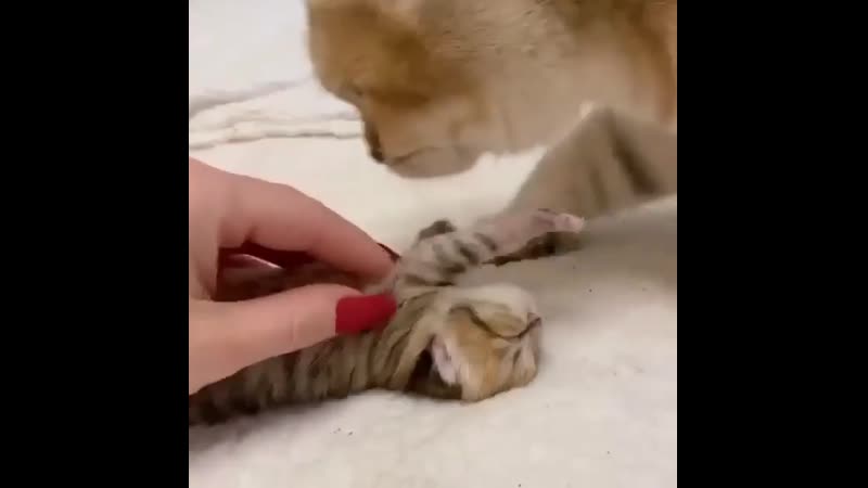 Объясни свою маленькость