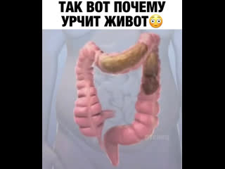 Урчит молодые