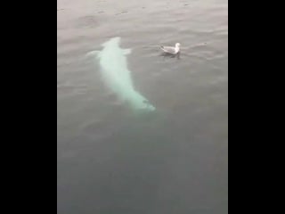 Beluga video mp4